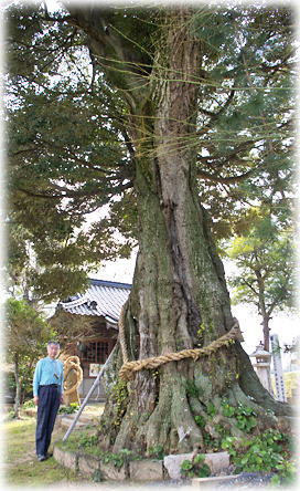 画像:水分社のスダジイ(幹と並ぶ)