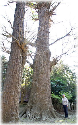 画像:内殿日吉宮のイチョウ(幹と並ぶ)