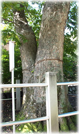画像:宇芸神社のムクロジ 画像:宇芸神社のムクロジ