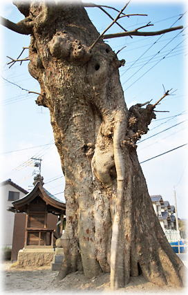 牛野谷町のムクノキ 画像:牛野谷町のムクノキ