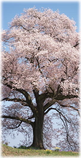画像:わに塚のサクラ 画像:わに塚のサクラ