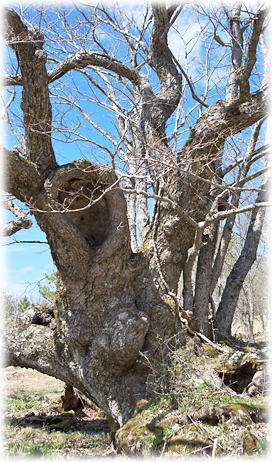 �摜�F�a�R�̃V�i�m�L_1