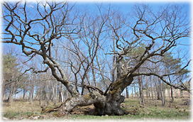 �摜�F�a�R�̃V�i�m�L_2