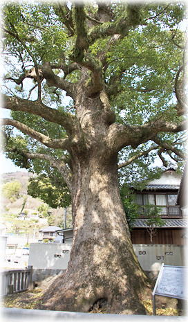 画像:八岩華神社のクスノキ 画像:八岩華神社のクスノキ
