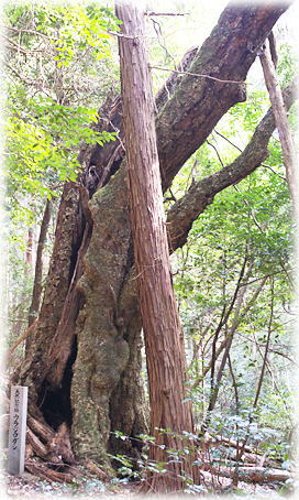 画像:山中福田八幡のウラジロガシ 画像:山中福田八幡のウラジロガシ