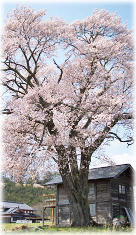 画像：山高の一本桜