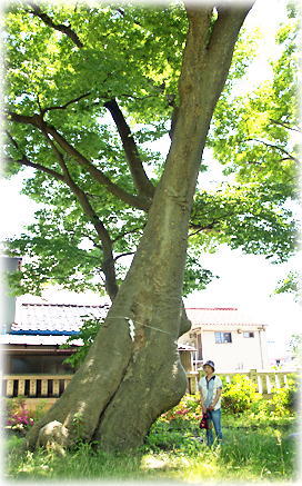 �摜�F���]�Z�g�_�Ђ̃P���L�i���ƕ��ԁj