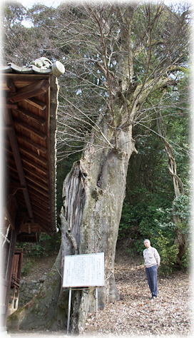 画像:厳島神社のムクノキ(幹と並ぶ)