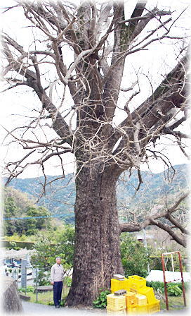 画像:養福寺の大イチョウ(幹と並ぶ)
