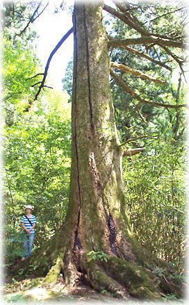 �摜�F�Ԕ����R�P�_�Ђ̃��~�i���ƕ��ԁj