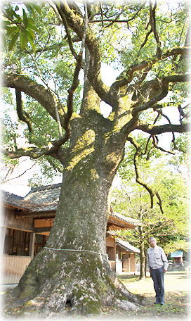 画像:別宮八幡社のクスノキ(幹と並ぶ)