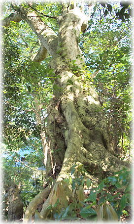 画像:藤懸神社のタブノキ 画像:藤懸神社のタブノキ