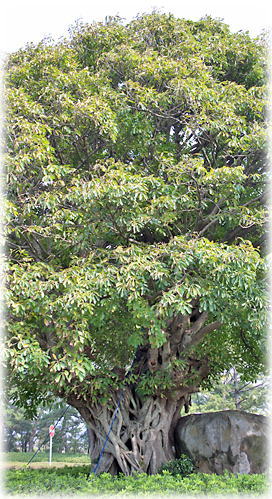 �摜�F����l�C�l�����̃A�R�E