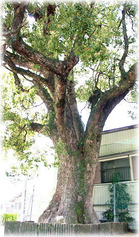 画像:福島小学校のクス 画像:福島小学校のクス