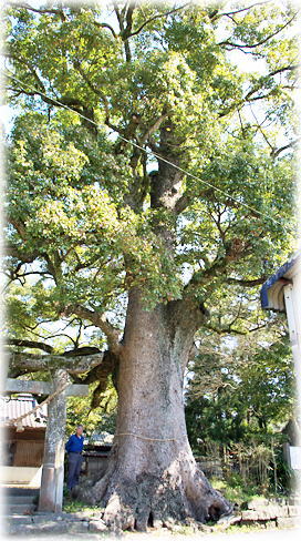 画像:二見神社のクスノキ(幹と並ぶ)