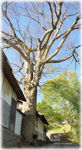 画像:雲雀沢のケヤキ 画像:雲雀沢のケヤキ