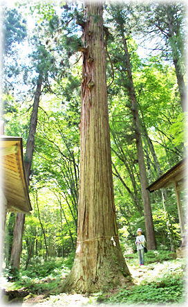 画像:樋知大神社のスギ(幹と並ぶ)