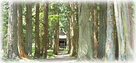 画像:樋知大神社参道
