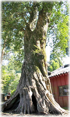 画像:飯富神社のイヌマキ 画像:飯富神社のイヌマキ