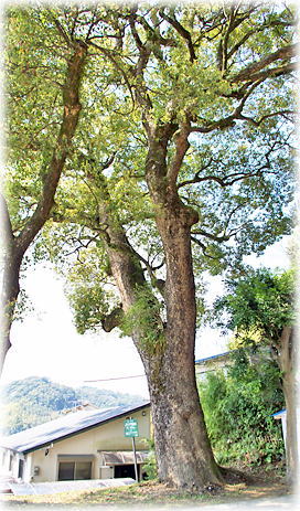 画像:伊敷諏訪神社のクスノキ 画像:伊敷諏訪神社のクスノキ