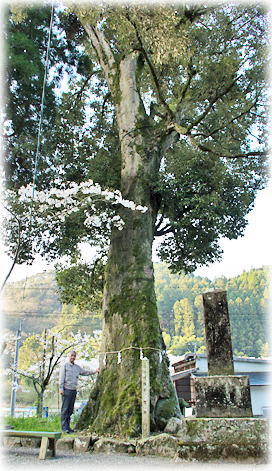 画像:厳島神社のイチイガシ(幹と並ぶ)