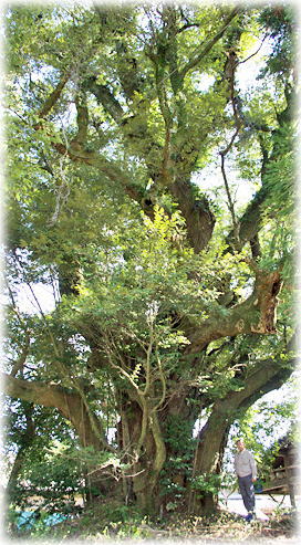 画像:笠祇神社のスダジイ(一番南のシイ巨木)(幹と並ぶ)
