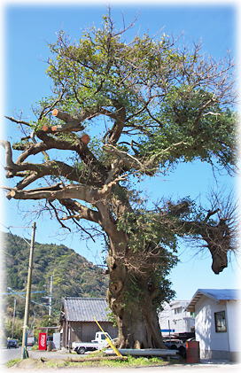 画像:片之坂のアコウ 画像:片之坂のアコウ