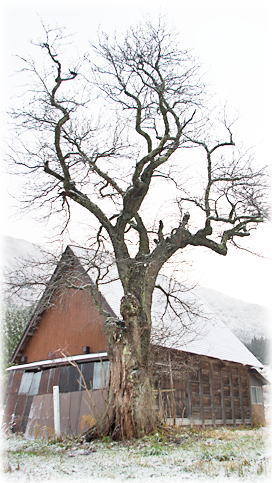 �摜�F���l�Y�i�V