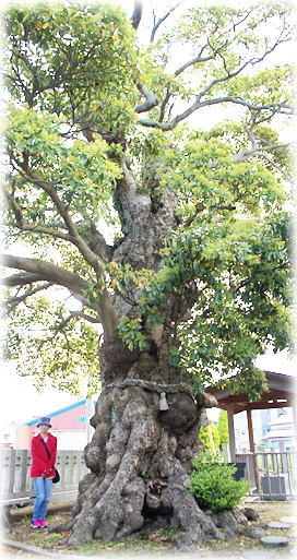 画像:住吉神社のタブノキ(幹と並ぶ)