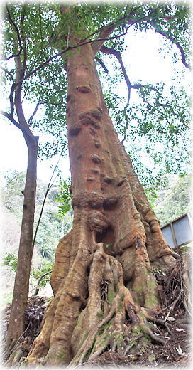 画像:行縢神社のバクチノキ 画像:行縢神社のバクチノキ