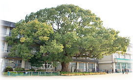 画像:南部小学校のクスノキ_2 画像:南部小学校のクスノキ_2