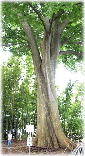 画像:西笠巻のケヤキ(幹と並ぶ)