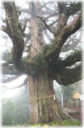 画像:尾八重一本杉_1 画像:尾八重一本杉_1