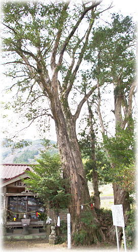 画像:大人地蔵のイヌマキ 画像:大人地蔵のイヌマキ