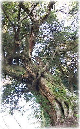 画像:大井上神社のスダジイ 画像:大井上神社のスダジイ