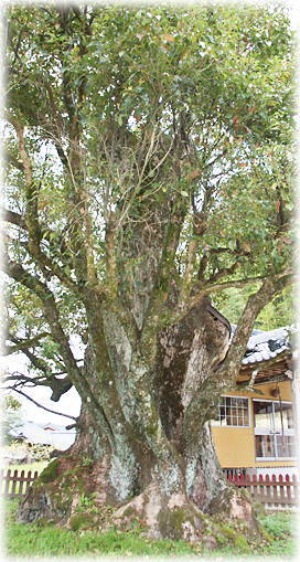 画像:大楠神社のクスノキ 画像:大楠神社のクスノキ
