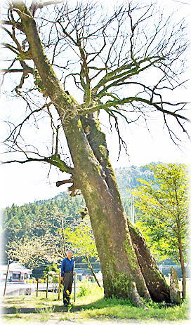 画像:大尼田阿蘇神社のムクノキ(幹と並ぶ)