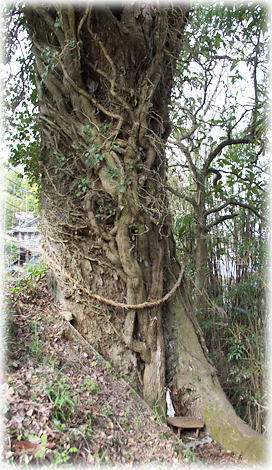 画像:大坪のムクノキ 画像:大坪のムクノキ