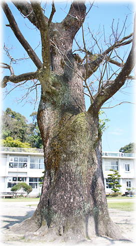 画像:佐志小学校のセンダン 画像:佐志小学校のセンダン