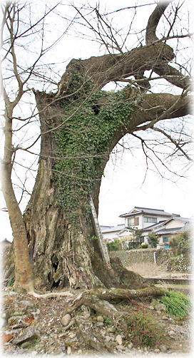 画像:瀬戸口地蔵堂のムクノキ 画像:瀬戸口地蔵堂のムクノキ