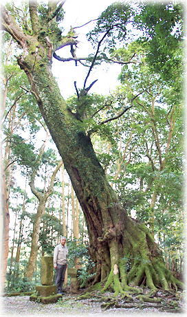 画像:瀬戸山神社のスダジイ(幹と並ぶ) 画像:瀬戸山神社のスダジイ(幹と並ぶ)