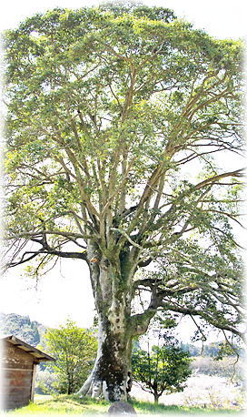 画像:新地のオガタマノキ 画像:新地のオガタマノキ