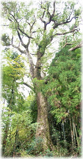 画像:高城神社のクスノキ 画像:高城神社のクスノキ