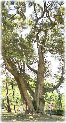 画像:遠島山公園のスダジイ(幹と並ぶ)