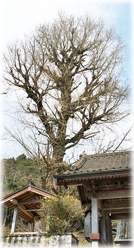 画像:田原若宮八幡社の銀杏 画像:田原若宮八幡社の銀杏