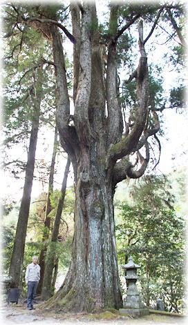 画像:富尾神社のスギ(幹と並ぶ) 画像:富尾神社のスギ(幹と並ぶ)