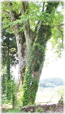 画像:徳宝寺のケヤキ 画像:徳宝寺のケヤキ
