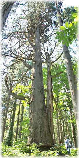 画像：土谷諏訪神社腰掛杉（幹と並ぶ）