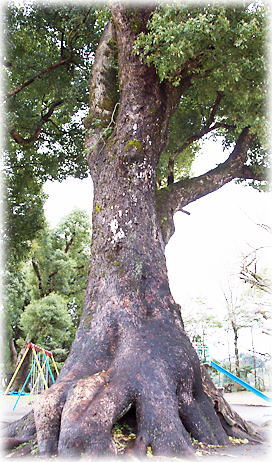画像:山之口小学校のクスノキ 画像:山之口小学校のクスノキ