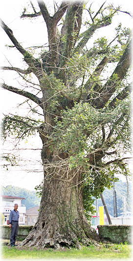 画像:山崎のイチョウ(幹と並ぶ)